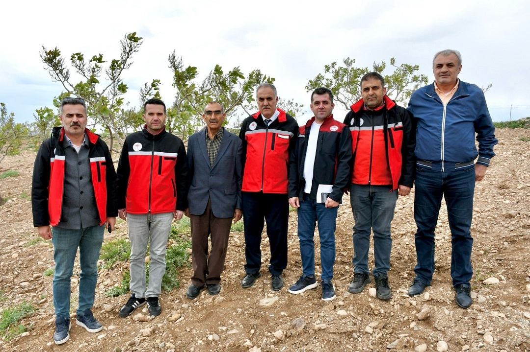 Fıstıkta Verim Artırma için Çalışmalar Yapılıyor