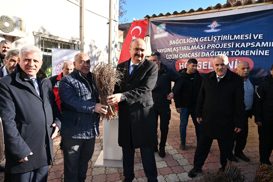 Gercüş ilçemizde, Çiftçilerimize 5 bin adet Aşılı Asma Fidanı Dağıtıldı